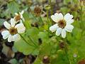 2012-1209-1155_Feverfew_8,4C